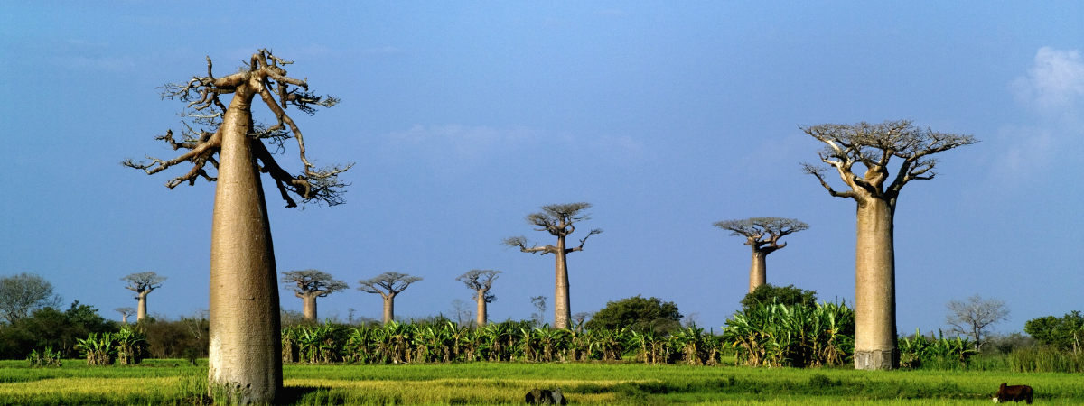 Baobab Yağı Nedir?