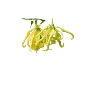 YLANG YLANG YAĞI 1 KG #1
