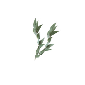 OKALİPTUS YAĞI (UÇUCU) 1 KG #1